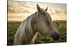 Profile of a Horse, Close-Up, with a Mini Horse in the Background-Jeffrey Schwartz-Stretched Canvas