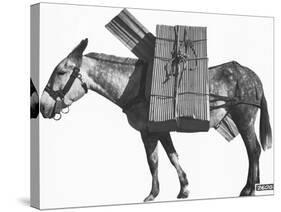 Profile of a Pack Mule-K.D. Swan-Stretched Canvas