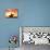 Profile of a Stockman on a Horse Against the Sunset, Queensland, Australia, Pacific-Mark Mawson-Photographic Print displayed on a wall