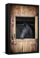 Profile of Black Horse Looking out Stable Window-elenathewise-Framed Stretched Canvas