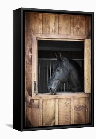 Profile of Black Horse Looking out Stable Window-elenathewise-Framed Stretched Canvas