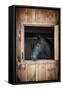 Profile of Black Horse Looking out Stable Window-elenathewise-Framed Stretched Canvas