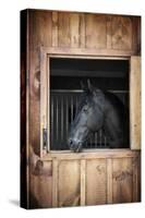 Profile of Black Horse Looking out Stable Window-elenathewise-Stretched Canvas