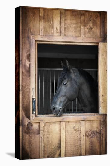 Profile of Black Horse Looking out Stable Window-elenathewise-Stretched Canvas