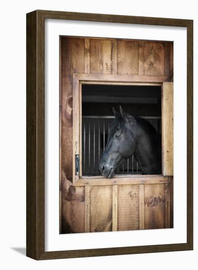 Profile of Black Horse Looking out Stable Window-elenathewise-Framed Photographic Print