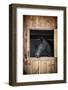 Profile of Black Horse Looking out Stable Window-elenathewise-Framed Photographic Print