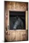Profile of Black Horse Looking out Stable Window-elenathewise-Mounted Photographic Print
