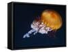 Profile of Floating Jellyfish with Trailing Tentacles.-Reinhold Leitner-Framed Stretched Canvas