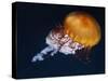 Profile of Floating Jellyfish with Trailing Tentacles.-Reinhold Leitner-Stretched Canvas