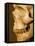 Profile of Human Skull-null-Framed Stretched Canvas