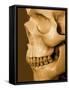 Profile of Human Skull-null-Framed Stretched Canvas