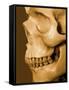 Profile of Human Skull-null-Framed Stretched Canvas