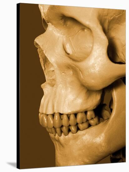 Profile of Human Skull-null-Stretched Canvas