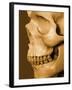 Profile of Human Skull-null-Framed Photographic Print