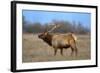 Profile Photo of a Male Elk-John Alves-Framed Photographic Print