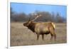 Profile Photo of a Male Elk-John Alves-Framed Photographic Print