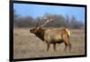 Profile Photo of a Male Elk-John Alves-Framed Photographic Print