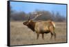 Profile Photo of a Male Elk-John Alves-Framed Stretched Canvas