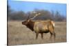 Profile Photo of a Male Elk-John Alves-Stretched Canvas