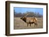 Profile Photo of a Male Elk-John Alves-Framed Photographic Print