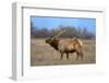 Profile Photo of a Male Elk-John Alves-Framed Photographic Print