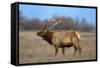 Profile Photo of a Male Elk-John Alves-Framed Stretched Canvas