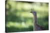 Profile Portrait of a Red-Legged Seriema-Alex Saberi-Stretched Canvas