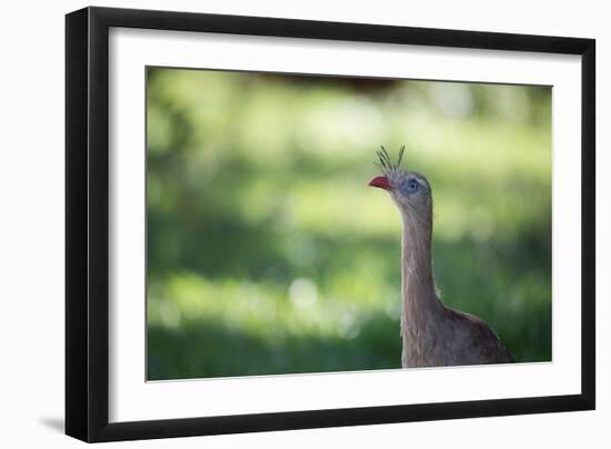 Profile Portrait of a Red-Legged Seriema-Alex Saberi-Framed Premium Photographic Print