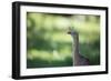 Profile Portrait of a Red-Legged Seriema-Alex Saberi-Framed Premium Photographic Print