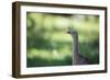 Profile Portrait of a Red-Legged Seriema-Alex Saberi-Framed Photographic Print