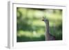 Profile Portrait of a Red-Legged Seriema-Alex Saberi-Framed Photographic Print