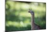 Profile Portrait of a Red-Legged Seriema-Alex Saberi-Mounted Photographic Print