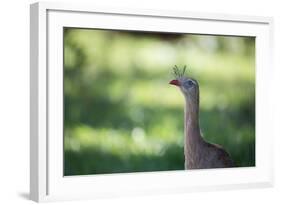 Profile Portrait of a Red-Legged Seriema-Alex Saberi-Framed Photographic Print