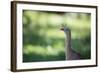 Profile Portrait of a Red-Legged Seriema-Alex Saberi-Framed Photographic Print