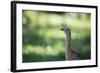 Profile Portrait of a Red-Legged Seriema-Alex Saberi-Framed Photographic Print