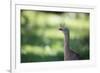 Profile Portrait of a Red-Legged Seriema-Alex Saberi-Framed Photographic Print