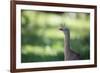 Profile Portrait of a Red-Legged Seriema-Alex Saberi-Framed Photographic Print