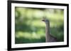 Profile Portrait of a Red-Legged Seriema-Alex Saberi-Framed Photographic Print