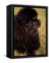 Profile Portrait of Young Black Newfoundland-Adriano Bacchella-Framed Stretched Canvas