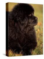 Profile Portrait of Young Black Newfoundland-Adriano Bacchella-Stretched Canvas