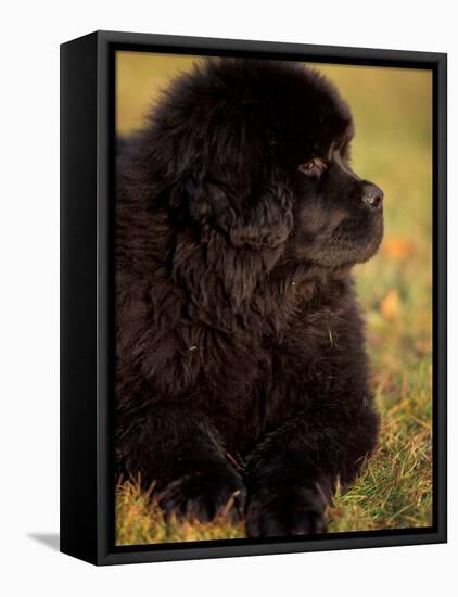 Profile Portrait of Young Black Newfoundland-Adriano Bacchella-Framed Stretched Canvas