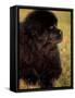 Profile Portrait of Young Black Newfoundland-Adriano Bacchella-Framed Stretched Canvas