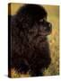 Profile Portrait of Young Black Newfoundland-Adriano Bacchella-Stretched Canvas