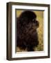 Profile Portrait of Young Black Newfoundland-Adriano Bacchella-Framed Premium Photographic Print