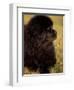 Profile Portrait of Young Black Newfoundland-Adriano Bacchella-Framed Premium Photographic Print