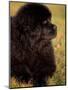 Profile Portrait of Young Black Newfoundland-Adriano Bacchella-Mounted Premium Photographic Print