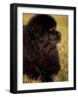 Profile Portrait of Young Black Newfoundland-Adriano Bacchella-Framed Photographic Print