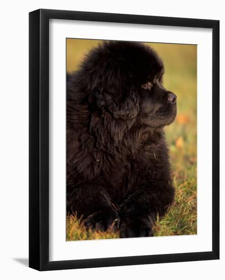 Profile Portrait of Young Black Newfoundland-Adriano Bacchella-Framed Photographic Print