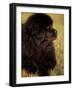 Profile Portrait of Young Black Newfoundland-Adriano Bacchella-Framed Photographic Print