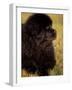 Profile Portrait of Young Black Newfoundland-Adriano Bacchella-Framed Photographic Print